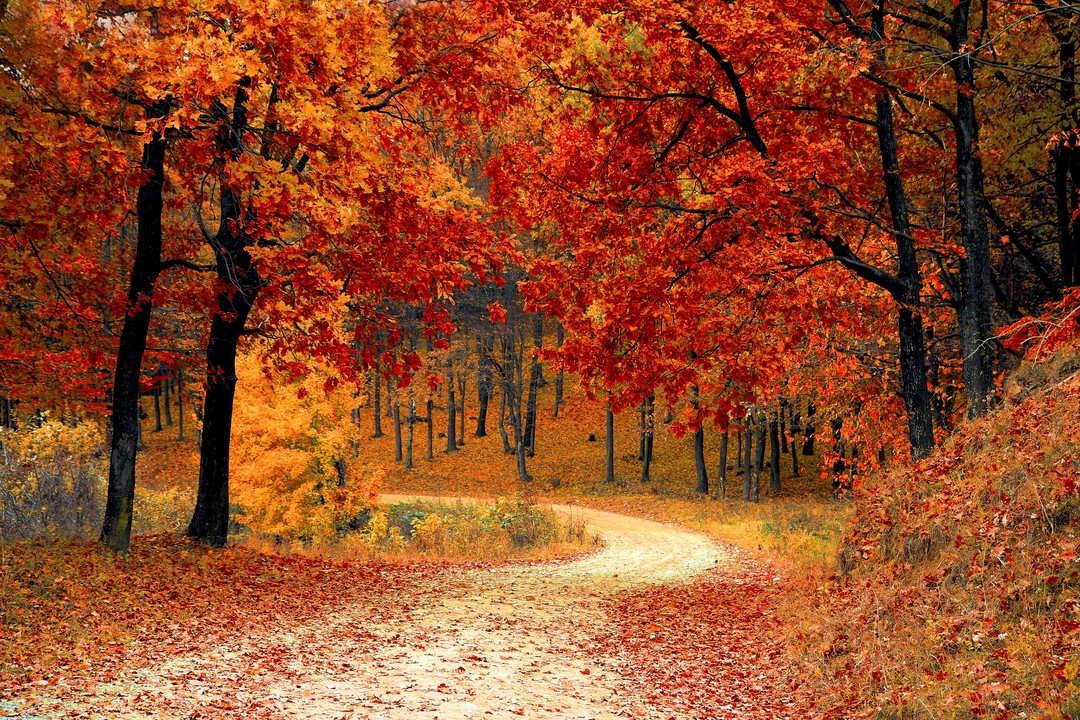 Herbst Wald Herbst Wald